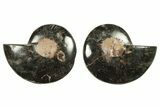 Cut & Polished Ammonite Fossil - Unusual Black Color #263307-1
